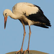 White Stork