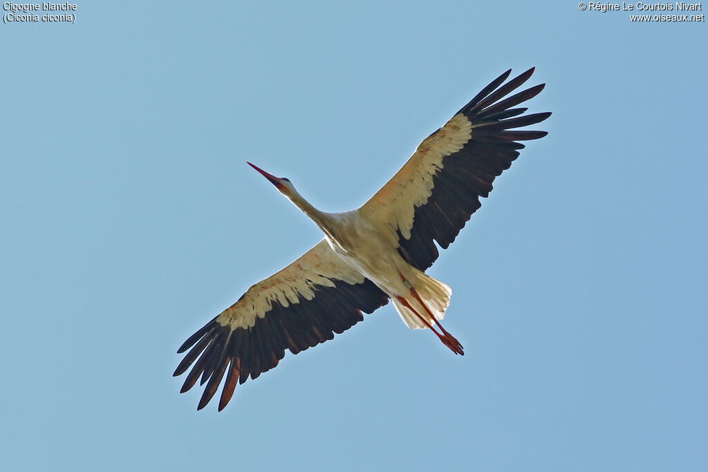 White Stork, Flight