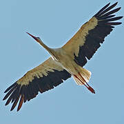 White Stork