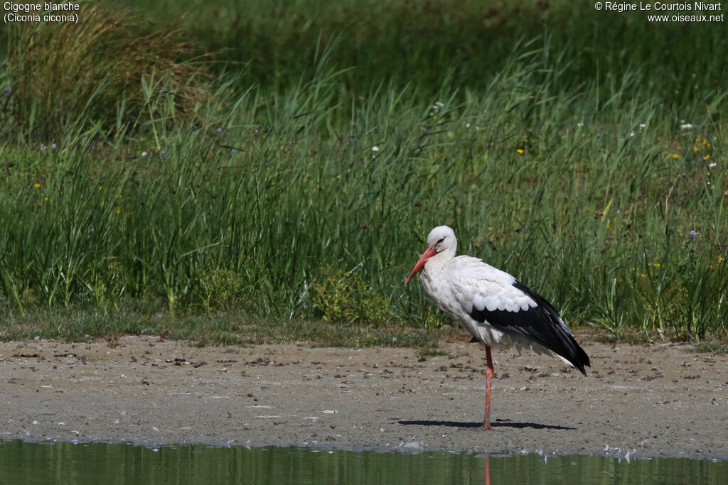 Cigogne blanche