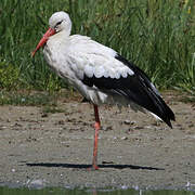 White Stork