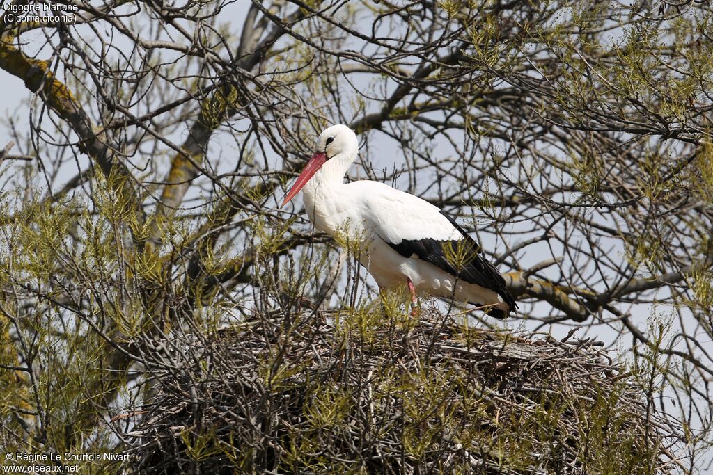 Cigogne blancheadulte, Nidification