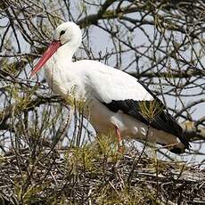 Cigogne blanche