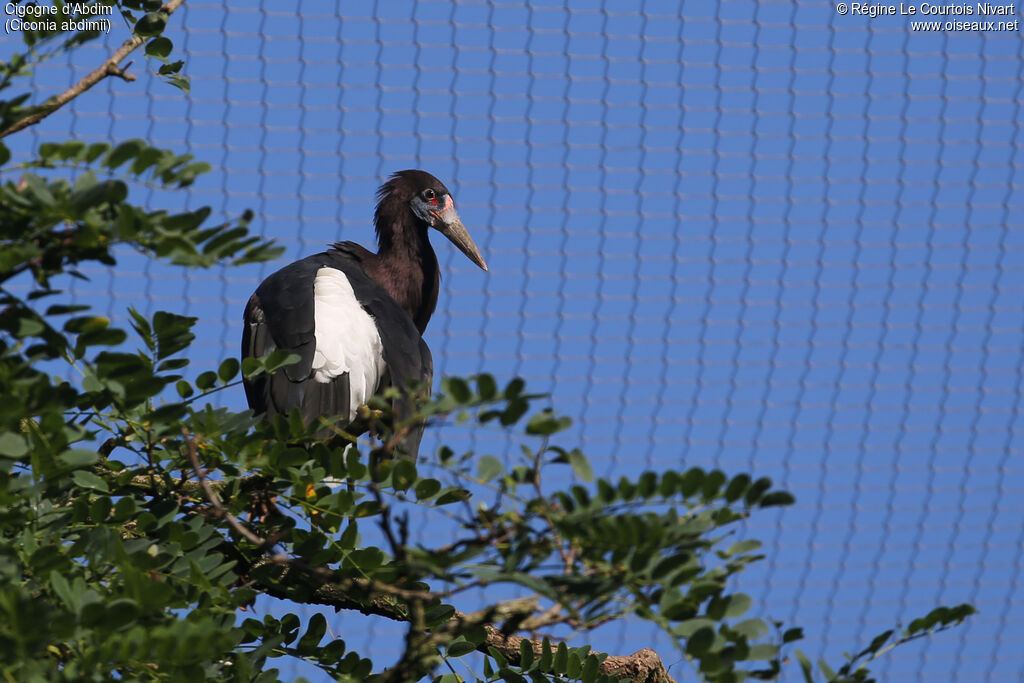 Cigogne d'Abdim