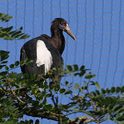 Abdim's Stork