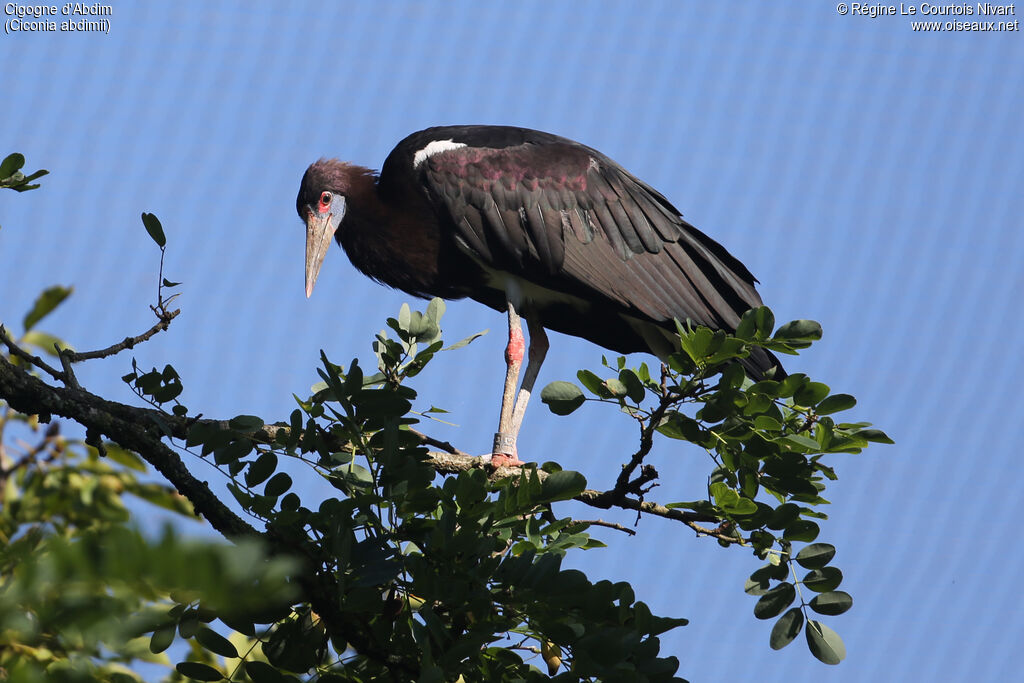 Cigogne d'Abdim