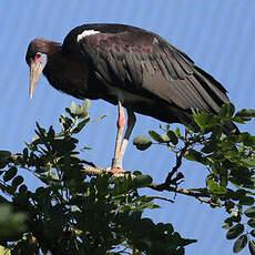 Cigogne d'Abdim