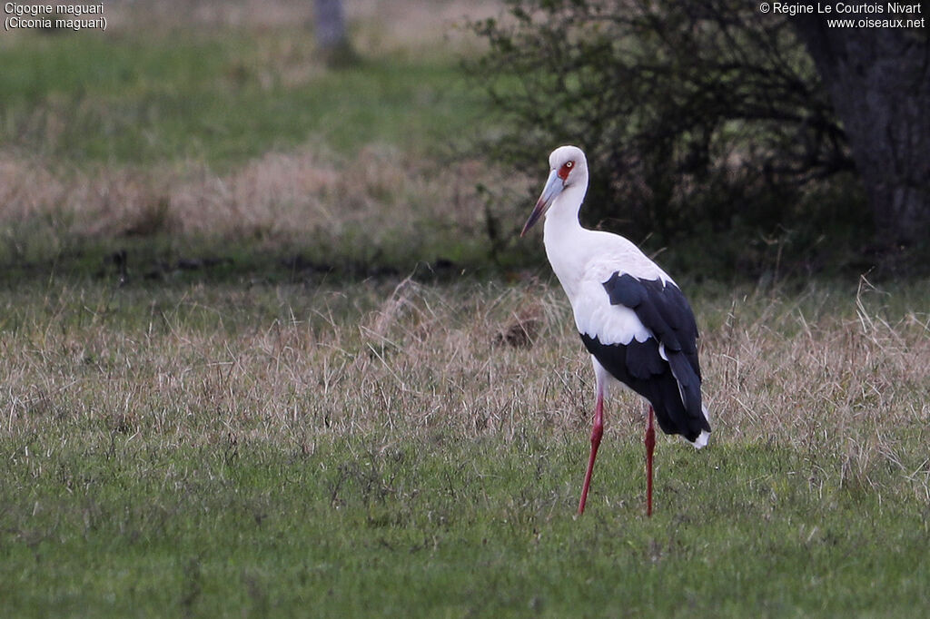 Cigogne maguari