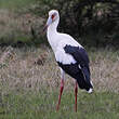 Cigogne maguari
