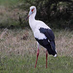 Cigogne maguari