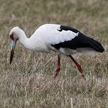 Cigogne maguari