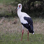 Cigogne maguari
