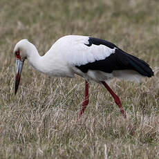 Cigogne maguari