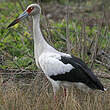 Cigogne maguari
