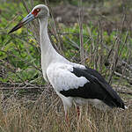 Cigogne maguari