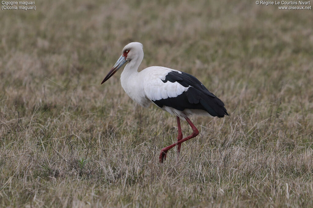 Cigogne maguari