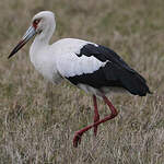 Cigogne maguari