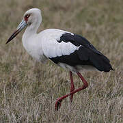 Cigogne maguari
