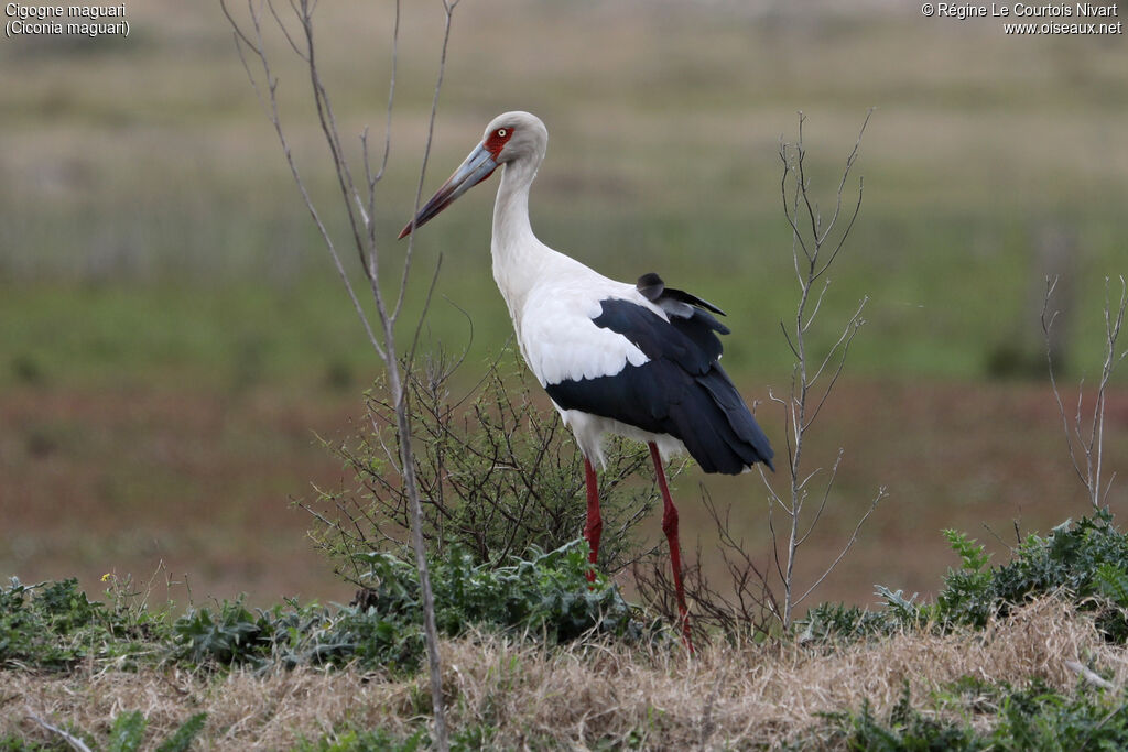 Cigogne maguari