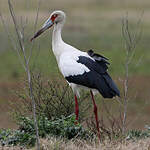 Cigogne maguari