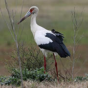 Cigogne maguari