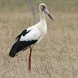Cigogne maguari