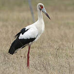 Cigogne maguari