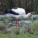 Cigogne maguari