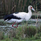Cigogne maguari