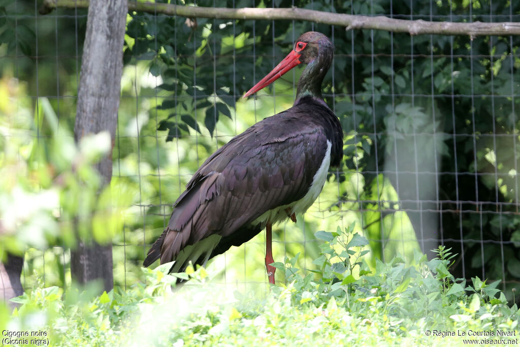 Cigogne noire