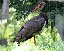 Black Stork