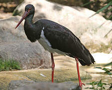 Black Stork