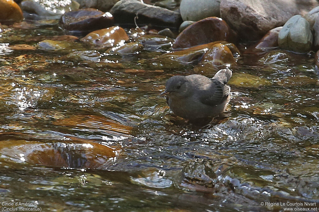 American Dipper