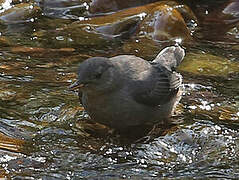 American Dipper