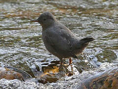 American Dipper