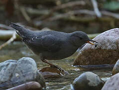 American Dipper