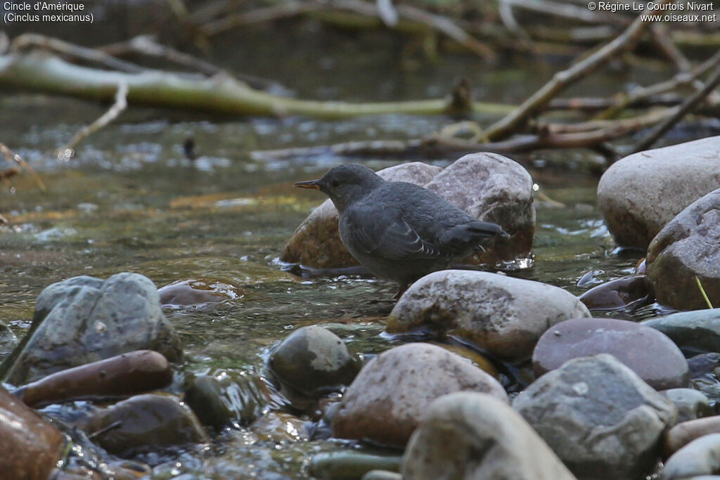 American Dipper