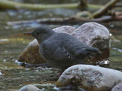 American Dipper