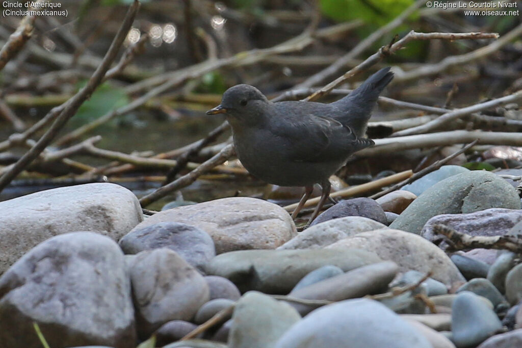 American Dipper