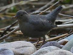 American Dipper