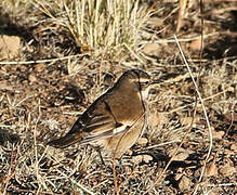 Cream-winged Cinclodes