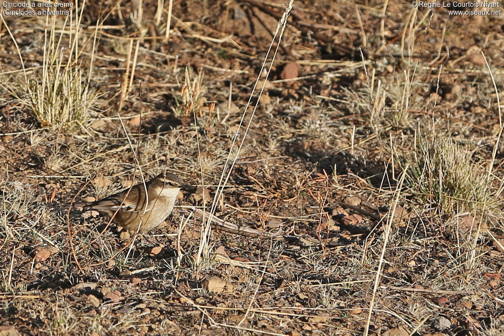 Cream-winged Cinclodes