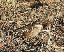 Cream-winged Cinclodes