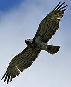 Short-toed Snake Eagle