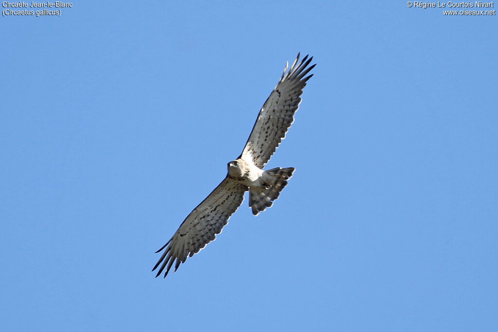 Short-toed Snake Eagle