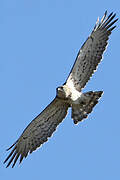 Short-toed Snake Eagle