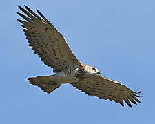 Short-toed Snake Eagle