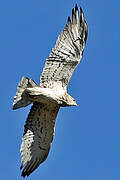 Short-toed Snake Eagle