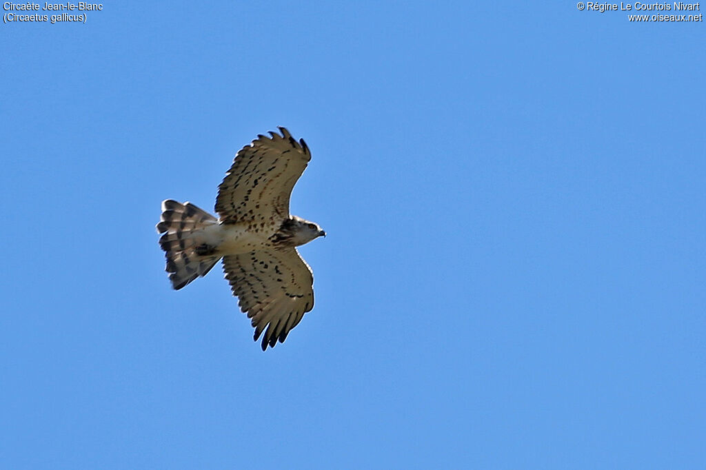 Short-toed Snake Eagle