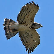 Short-toed Snake Eagle